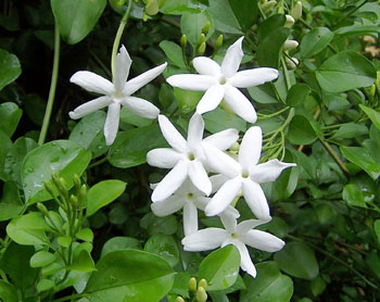 Jasminum angulare