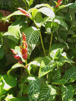Sanchezia speciosa