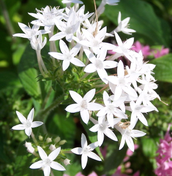 Pentas lanceolata Silver Star