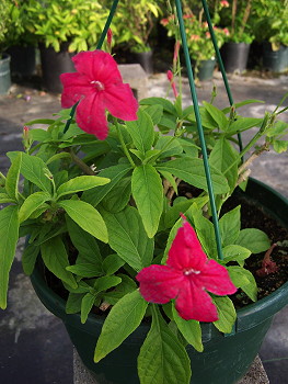 Ruellia elegans Rio Red