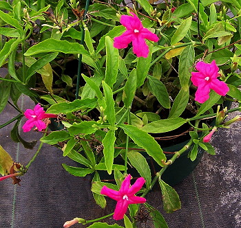Ruellia elegans Coral