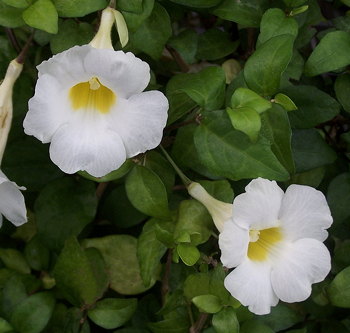 Thunbergia erecta Alba