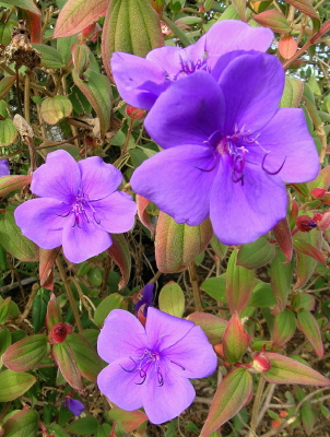 Kartuz Greenhouses: Tibouchina urvilleana