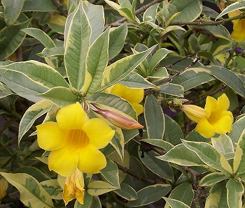 Allamanda schottii Variegata