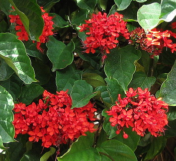 Image result for Clerodendrum splendens