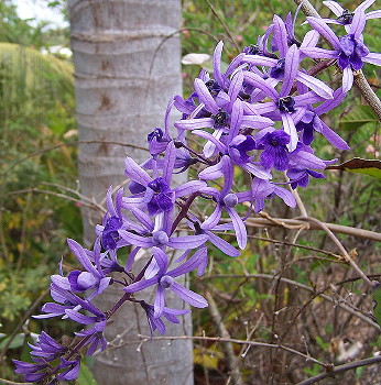 Petrea sp