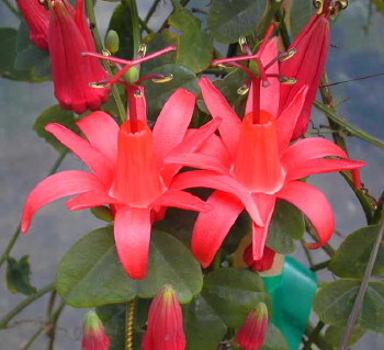 Passiflora murucuja