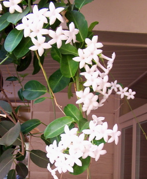 Stephanotis floribunda