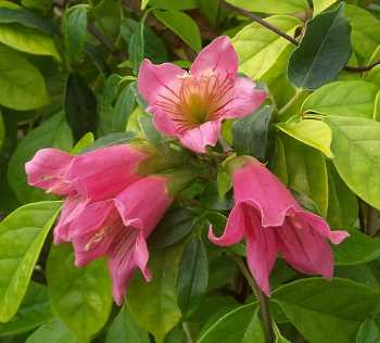 Tecomanthe sp Roaring Meg