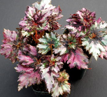 Begonia Merlin