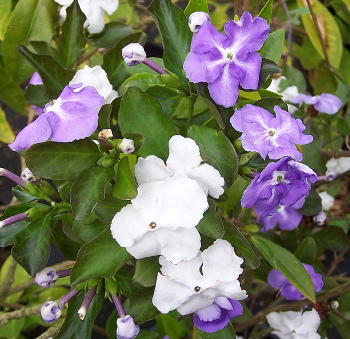 Brunfelsia pauciflora Floribunda