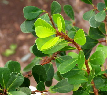 Ficus lingua