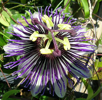 Passiflora Violetta