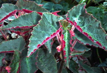 Begonia Gary Hunt