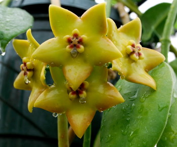 Hoya ariadna