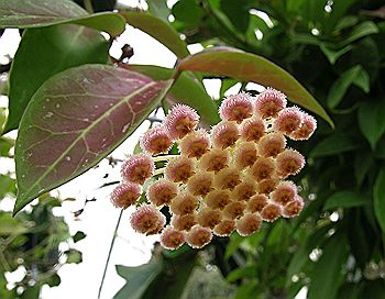 Hoya lacunosa x obscura