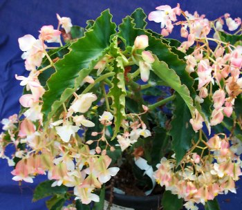 Begonia Wild Irish Rose