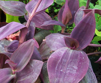 Tradescantia pallida Kartuz Giant