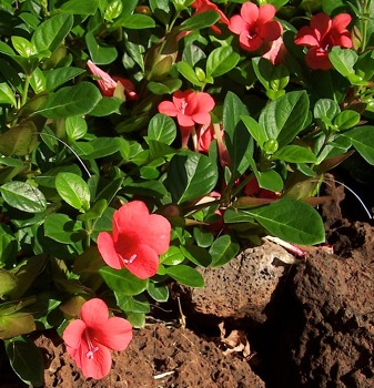 Barleria repens Rosea