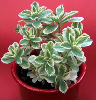 Plectranthus neochilus Dwarf Variegated
