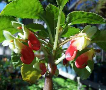 Impatiens niamniamensis African Princess