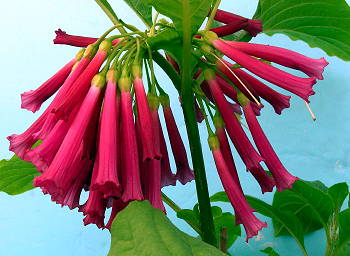 Iochroma Ruby Red