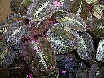 Bertolonia maculata