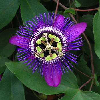 Passiflora Monika Fischer