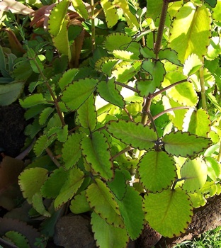 Kalanchoe pinnata