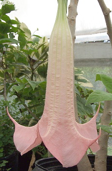 Brugmansia Peach