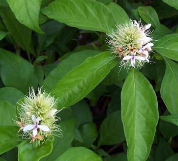 Ruttya ovata