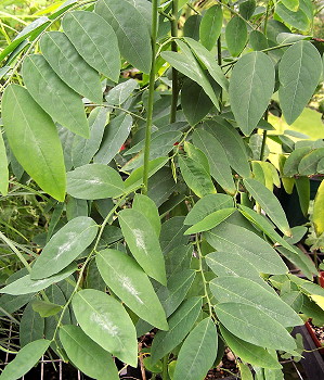 Sauropus androgynus