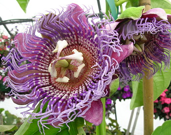 Passiflora quadrangularis