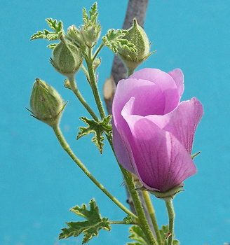 Alyogyne huegelii Pink Tulip
