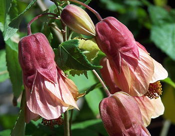 Abutilon megapotamicum hybrid Little Shrimp