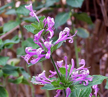 Hypoestes aristata