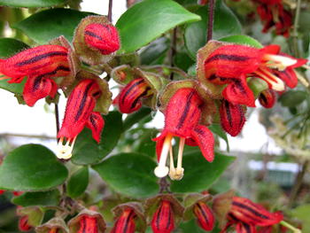 Aeschynanthus hians