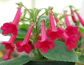 Sinningia Prudence Risley