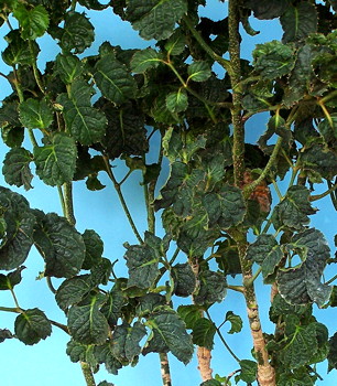 Polyscias guilfoylei Crispa