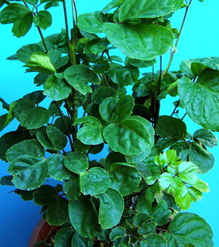 Polyscias scutellaria Crispata