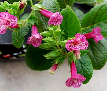Sinningia Polka Punch