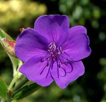 Tibouchina urvilleana Edwardsii