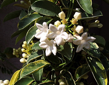 Stephanotis floribunda Variegata