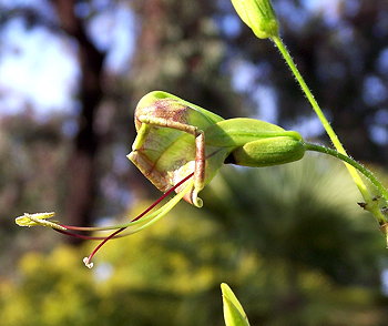 Louteridium mexicanum