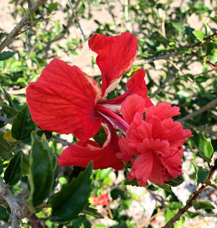Hibiscus El Capitolio