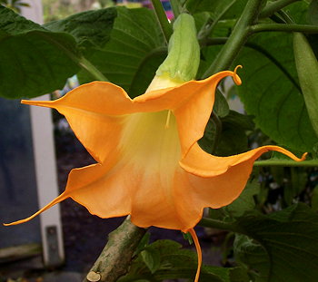 Brugmansia Jamies Monkey Business