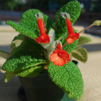 Sinningia bullata