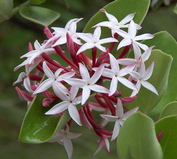 Carissa spinarum