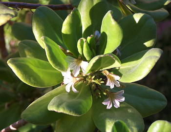 Scaevola taccada