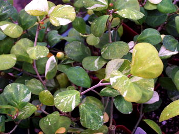 Ficus deltoidea Variegata